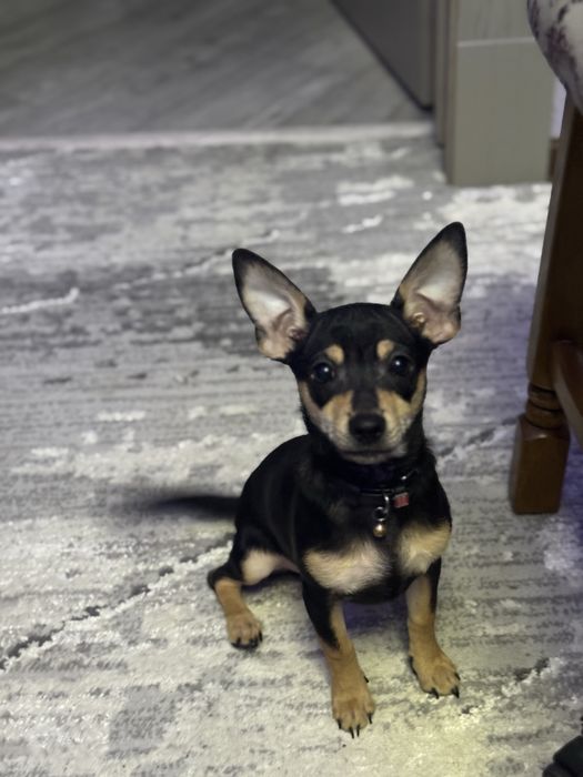 Продам щенков той-терьера