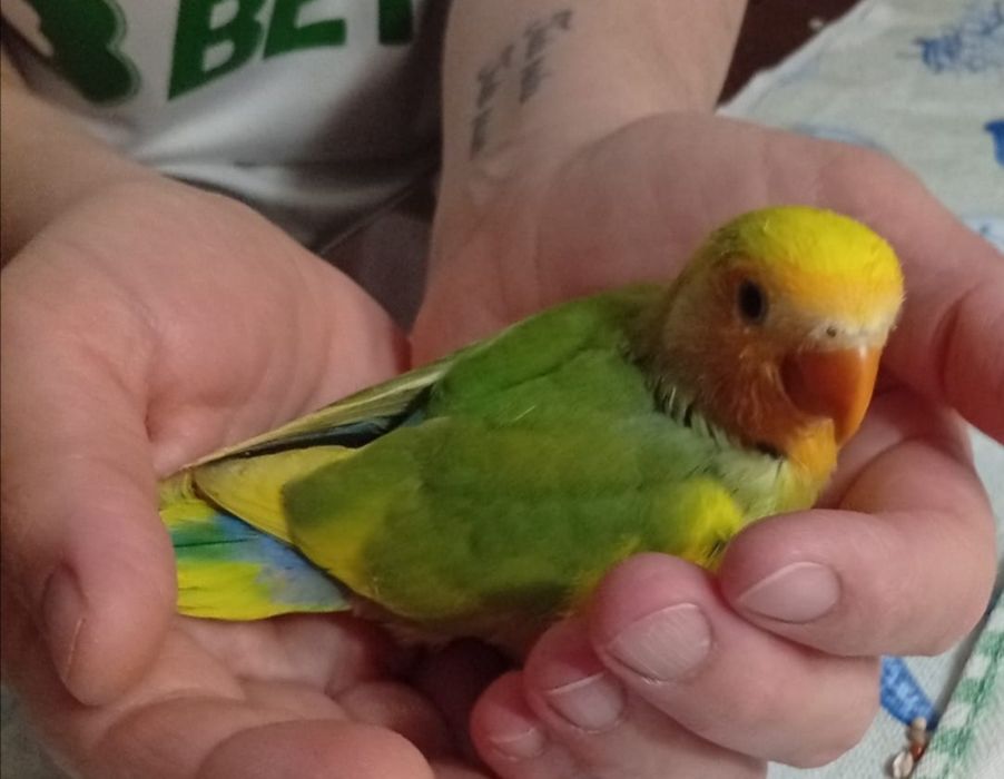 Agapornis roseicolis, criados à mão. Muito meigos.