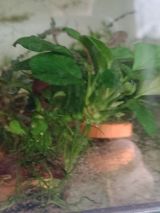 Aniubias.                  .