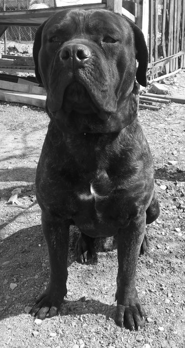 Кане корсо в'язка