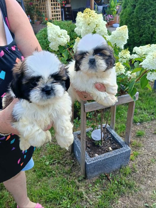 Sprzedam shihtzu