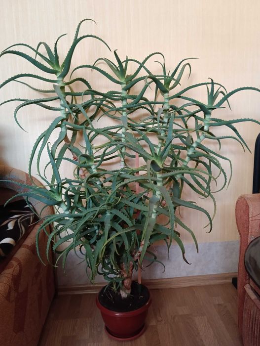 продам большой цветок  алоэ