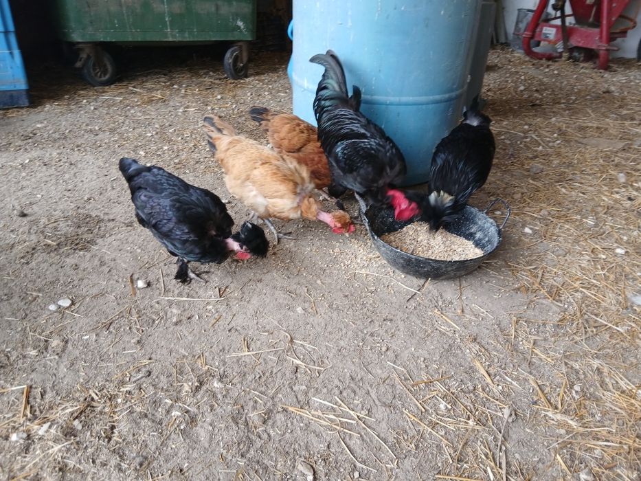 Vendo coquichas em Vale  Paraíso