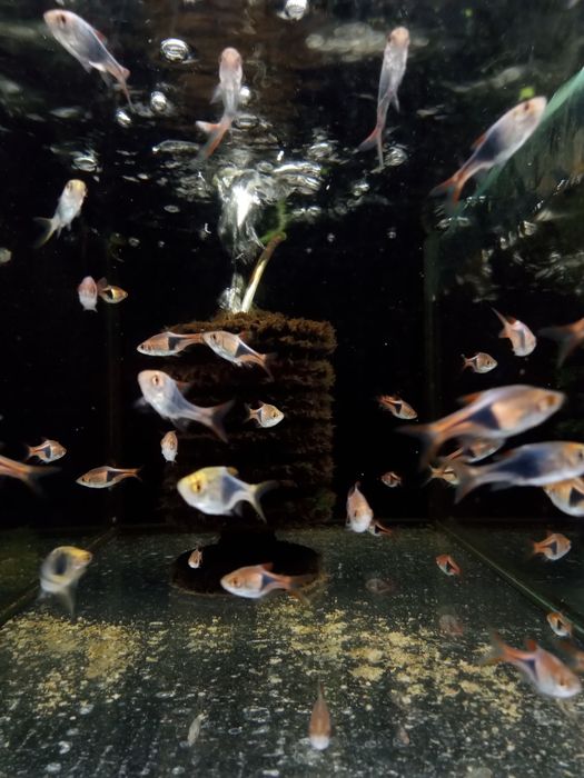 Razbora Mszysta  - Tina Zoo Witkiewicza