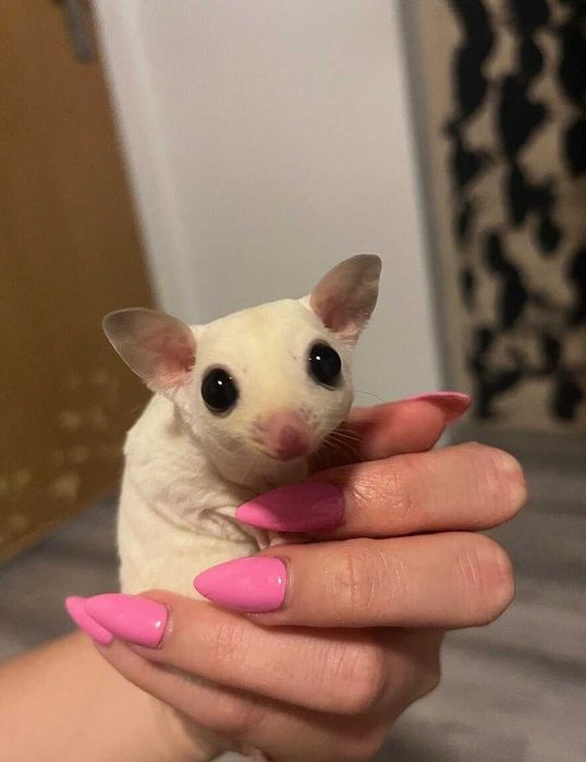 Lotopalanka lotopałanki latopałanka  - młode parka z klatka