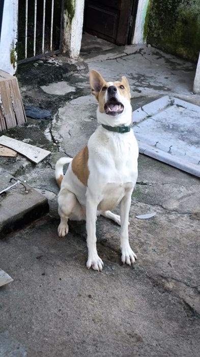 Procuro dono para Benji