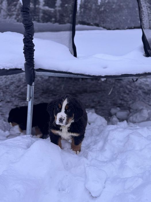 Berneński Pies Pasterski -Gotowe do odbioru -