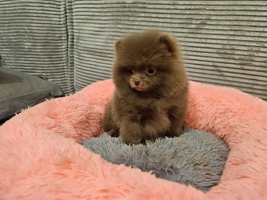 Szpic liliowy  piesek