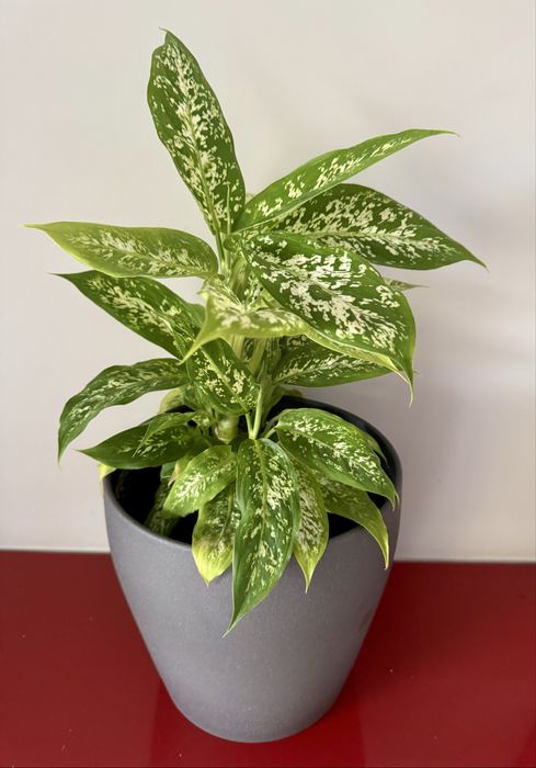 Difenbrachia 30 cm w doniczce Ikea