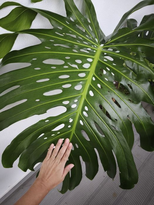 Muda de monstera deliciosa