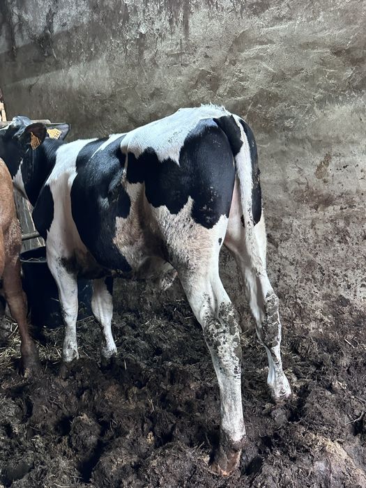 Vitelos frisios 7 meses