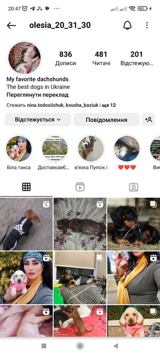 Мраморні таксята з доставкою в Польщу.