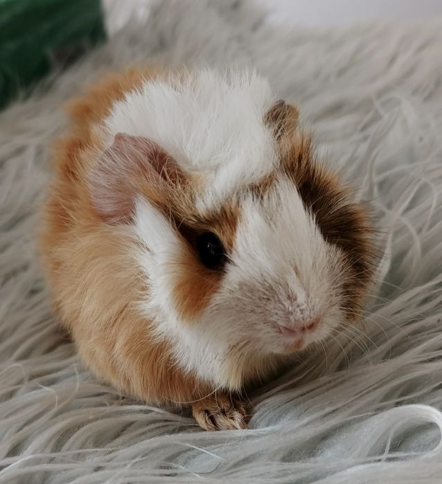 Świnka morska rozetka samiec JAWORZNO