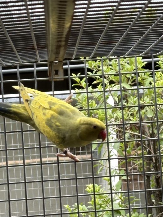 ring neck sexados para ceder.