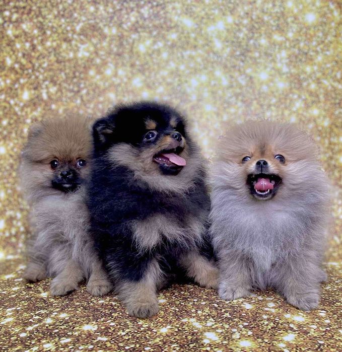 Шпіц . Цуценята померанського шпіца