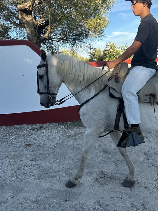 Cavalo de confiança Montado