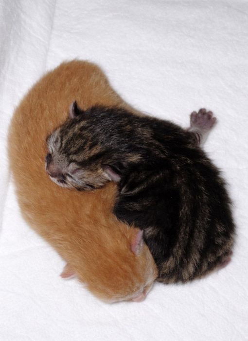 Котята бесплатно