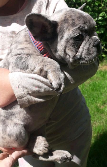 Продажа,Вязка французский бульдог мэрле