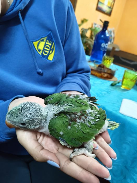 Grandes alexandrinos pará criar a mão