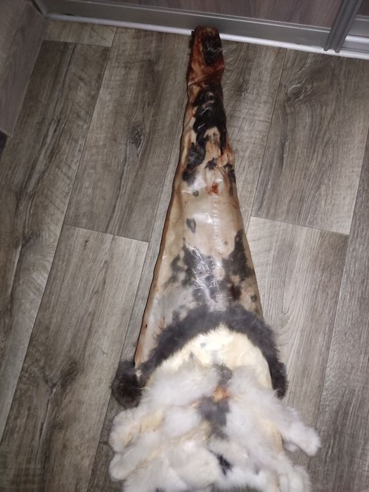 Шкури кролика  шкури