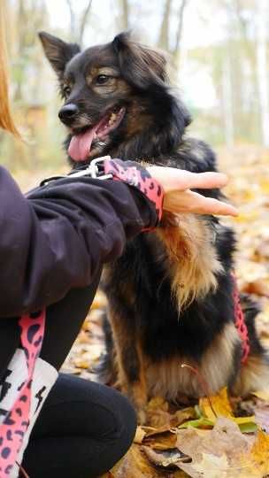 Saba, Sabcia Sabunia szuka domu