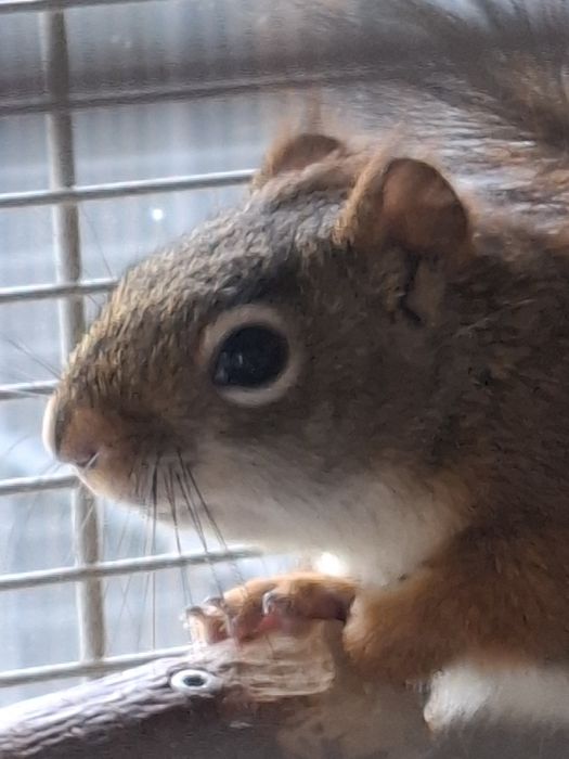 Wiewiórka Hudsona (Tamiasciurus hudsonicus) – młode z hodowli
