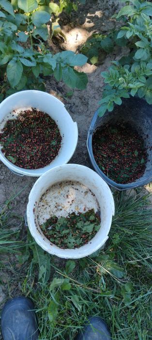 Ziemniaki z uprawy ekologicznej