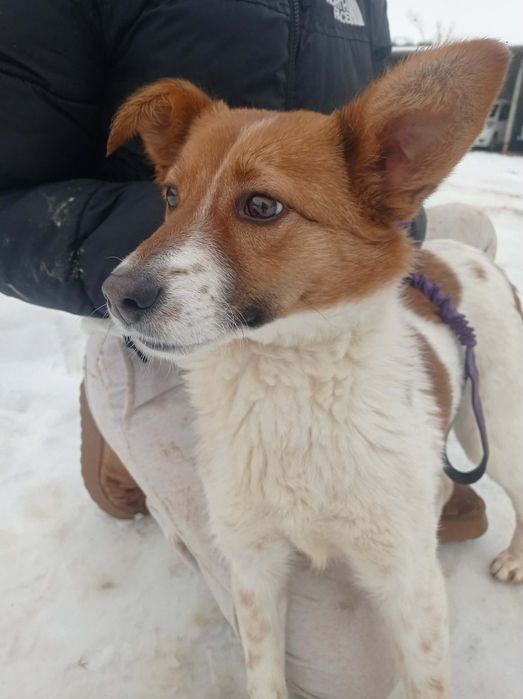 Dakota sunia do adopcji