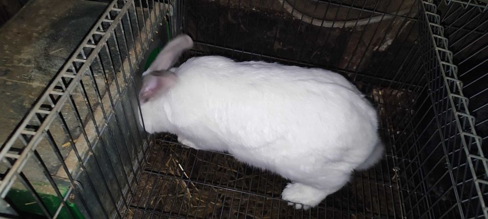 Coelhos para mudar de local