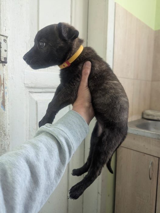 Цуценя безкоштовно