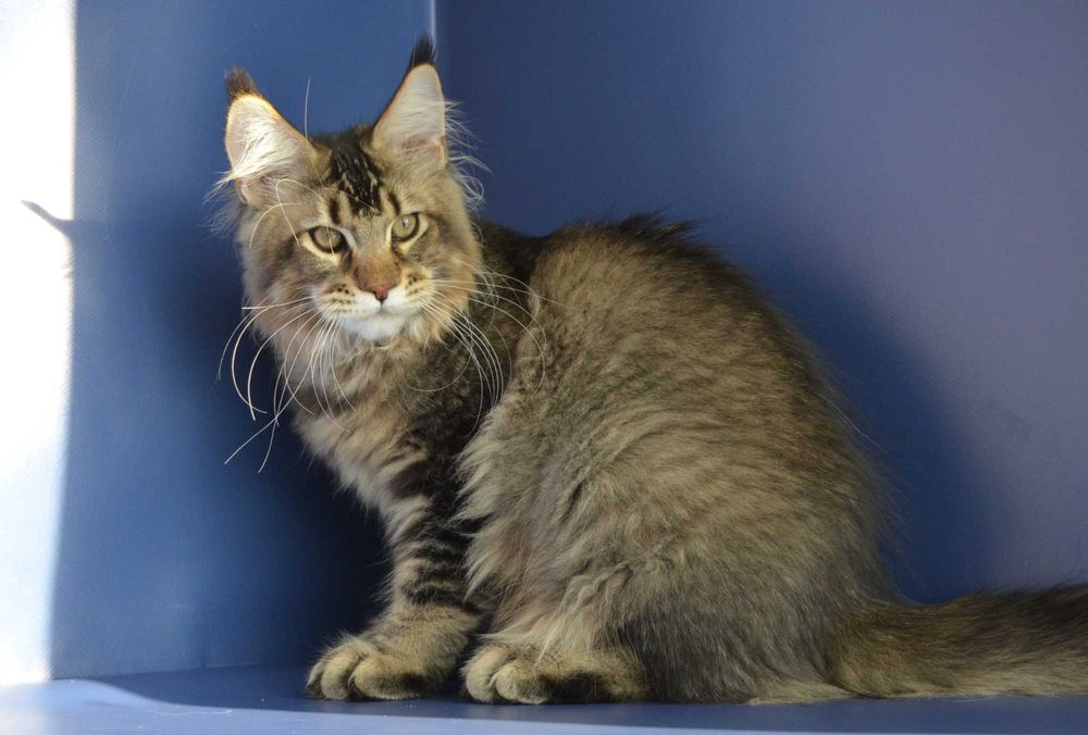 Мейн кун .Мальчик  Ник.