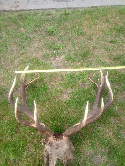 Рога  благородного оленья.