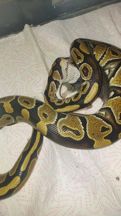 Кормовые крысы своего разведения