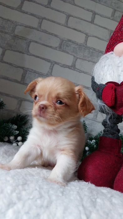 довгошерсті Чихуахуа Хлопчики з документами КСУ/FCI