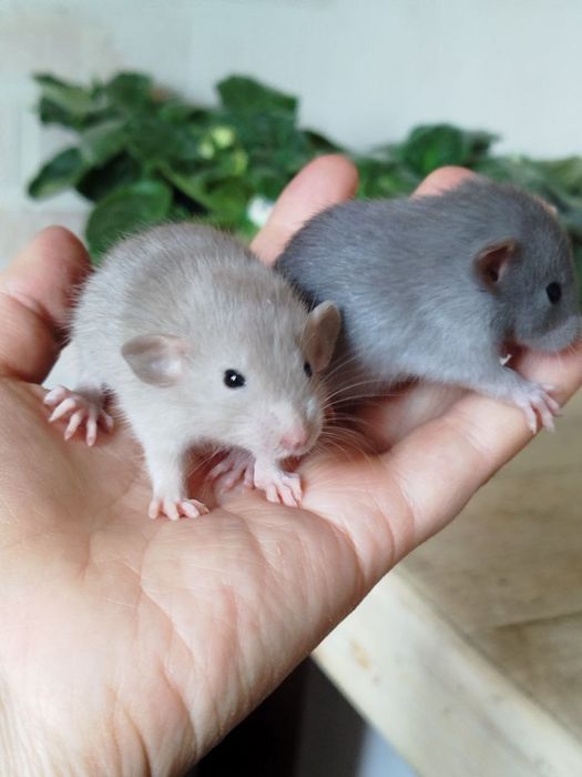 Крысенок дамбо. Девочки