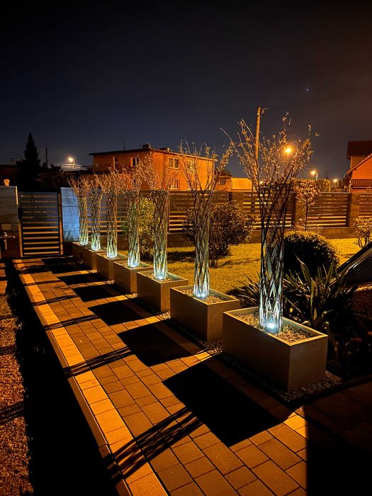 Wierzba pleciona 2 metry, drzewko ozdobne do ogrodu