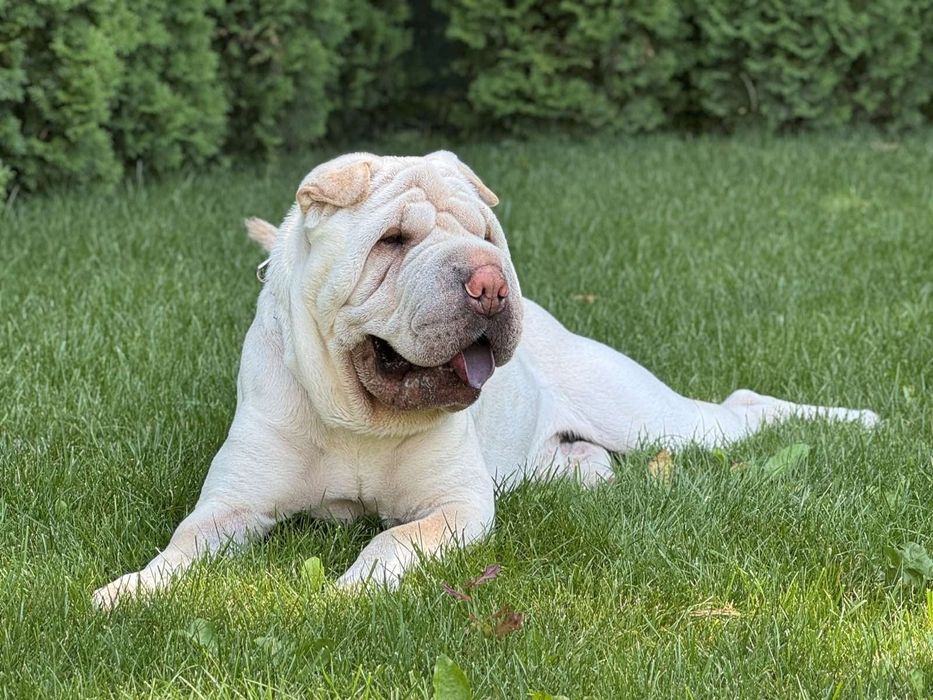 Вязка шарпей Абай