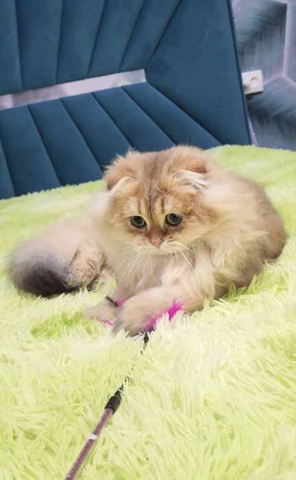 Шикарний вислоухий хлопчик