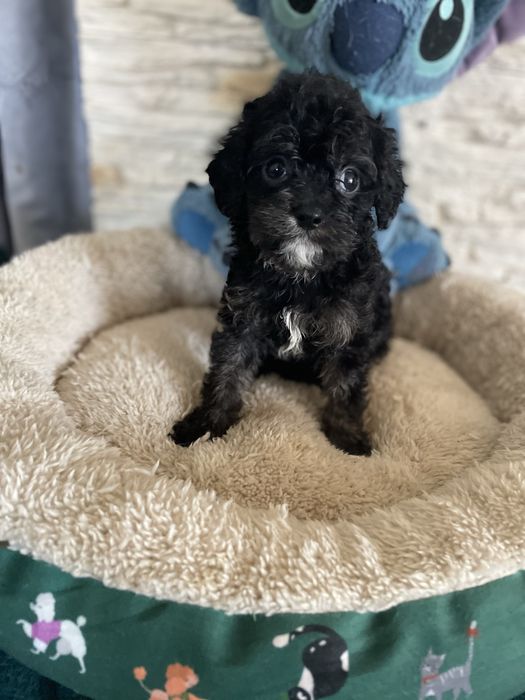 Cavapoo sunia cavalier pudel