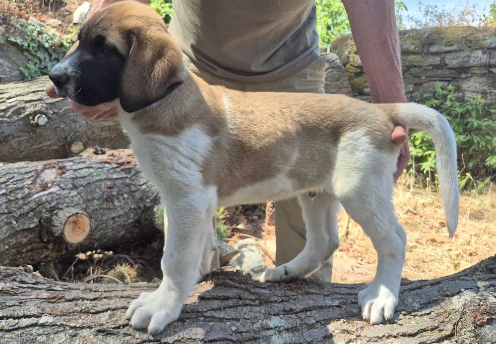 Cachorro de Cão de Gado Transmontano com LOP e afixo da Casa de Lancastre