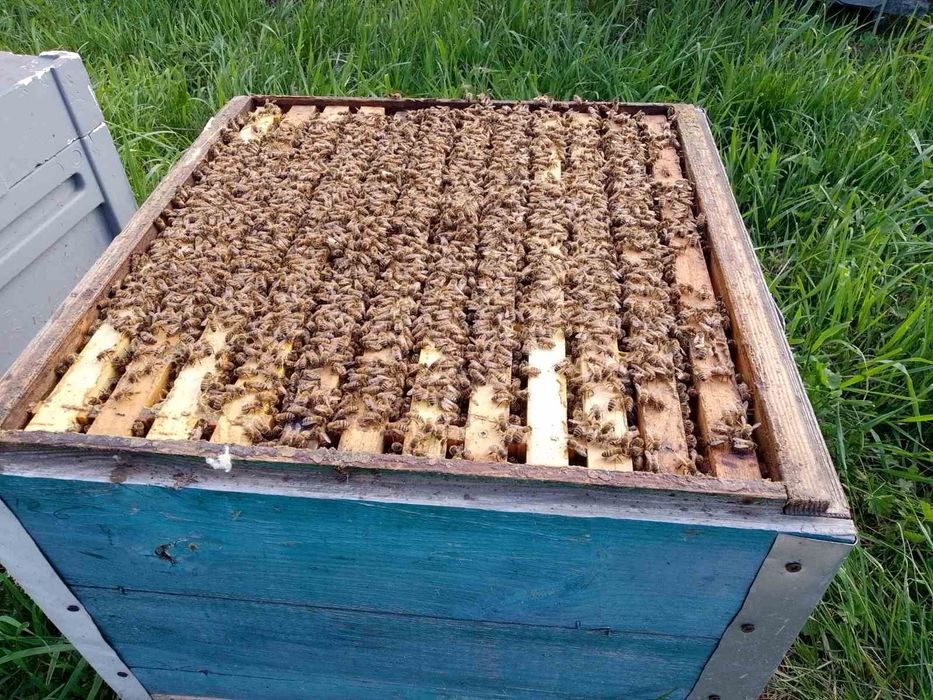 Зараз Бджоломатки пчеломатки  бакфаст италия кордован