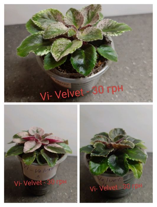 Міні фіалки продаж