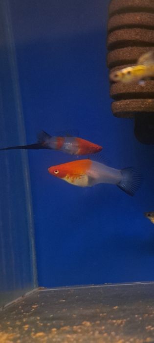 Mieczyki koi wagtail nietypowe 20 szt