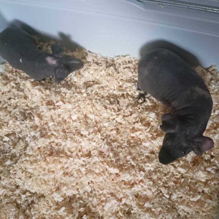 Skinny 2 chłopaki OKAZJA ŚWIĄTECZNA!!!