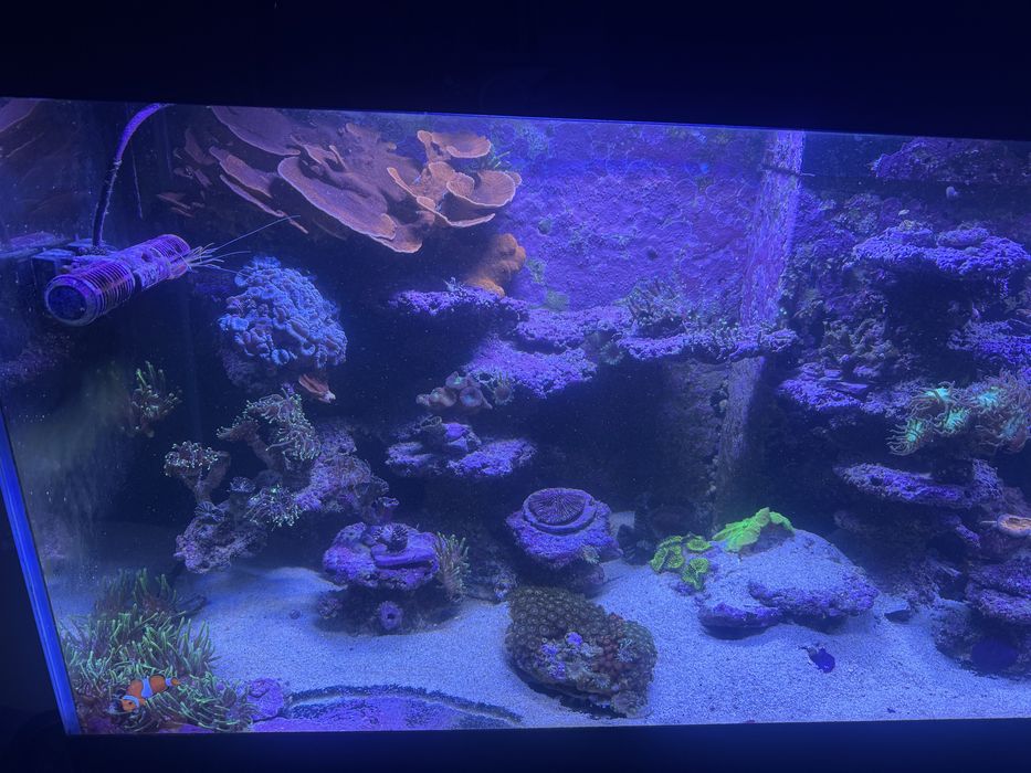 Akwarium morskie 150x50x50cm