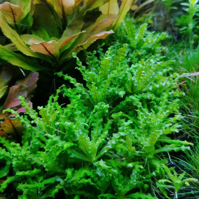 pogostemon helferi- gwiazda  wodna