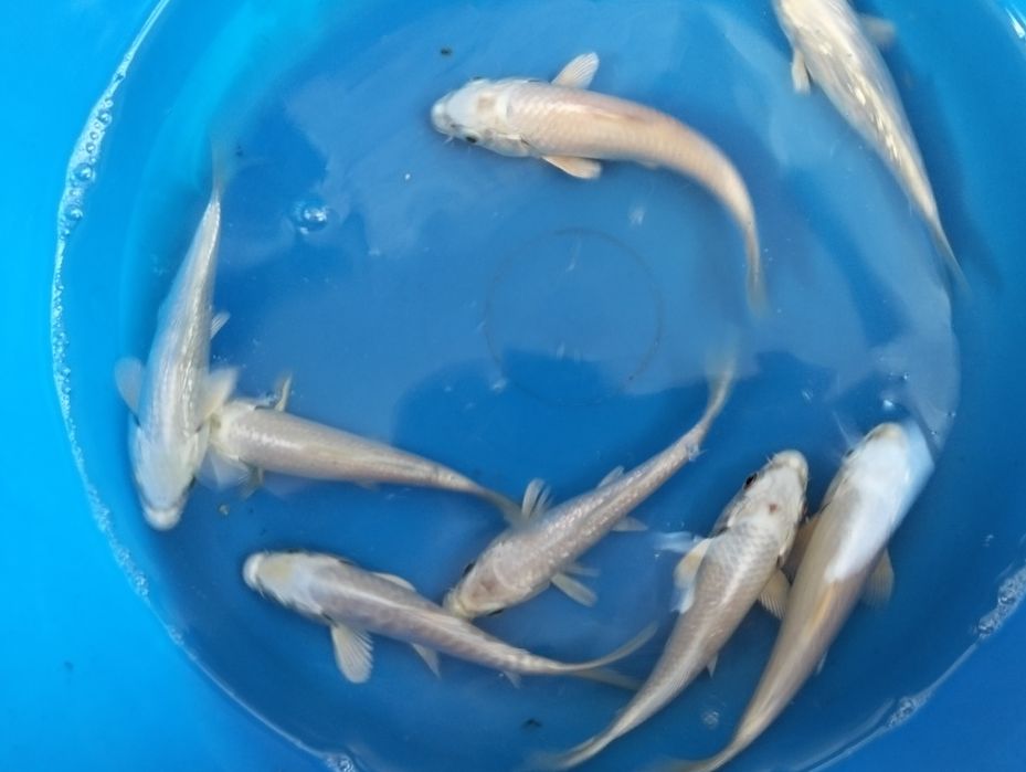 Carpas koi 12 a 14cm "promoção"
