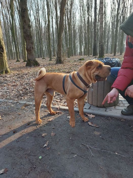 В'язка Шар-пей, вязка Шарпей, шукаємо подругу, случка