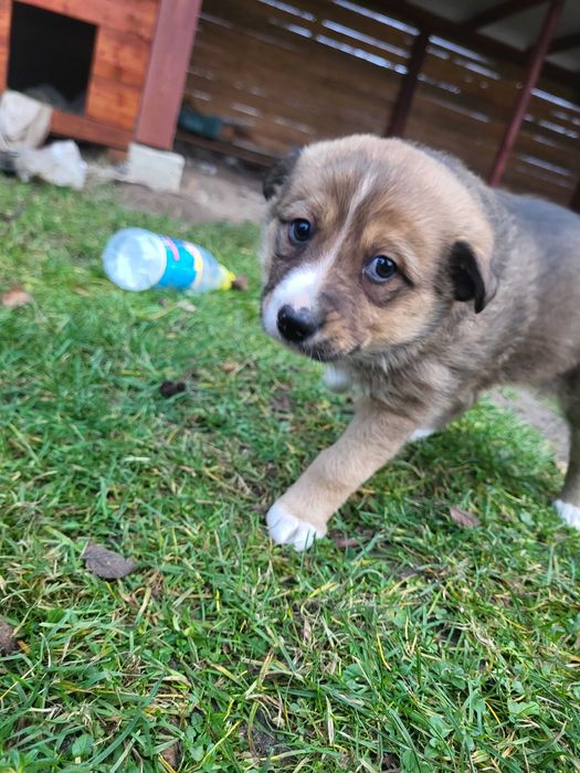 Oddam za darmo małą suczkę.