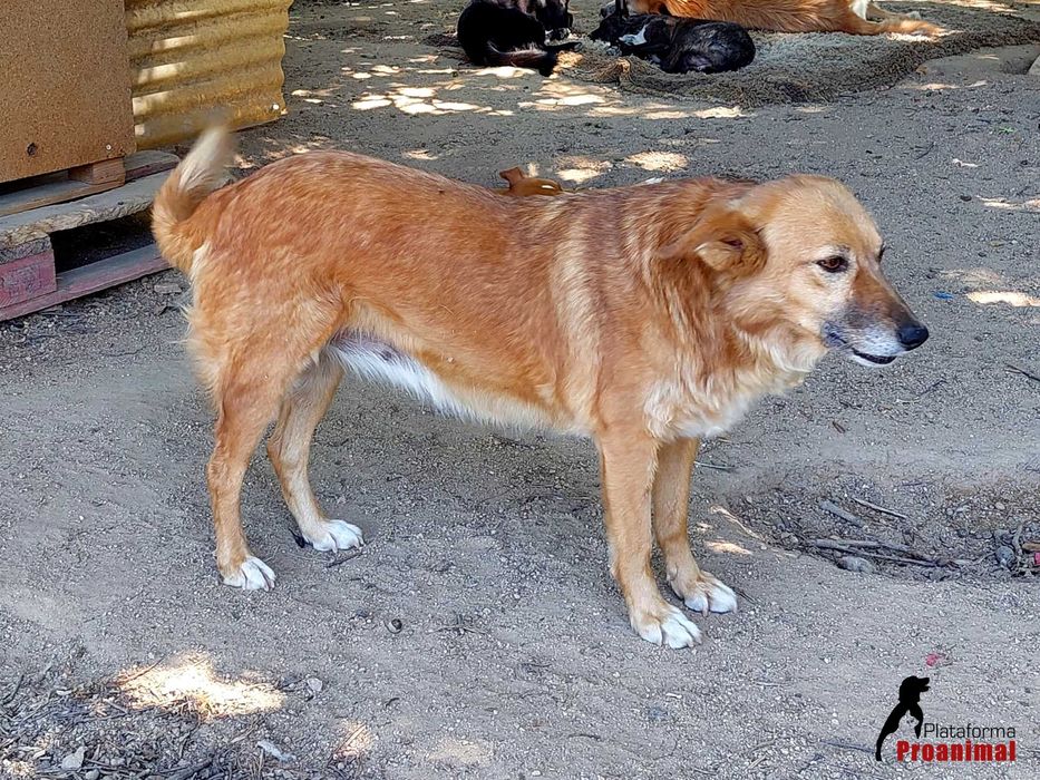 ZUCA - Cadelinha Sénior para Adoção!